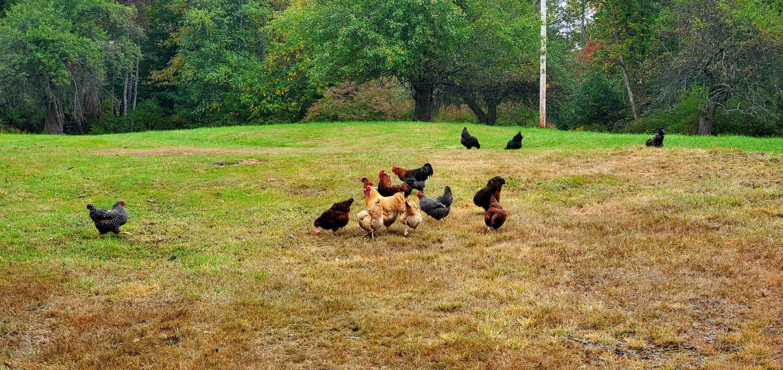 Chickens free ranging in the backyard